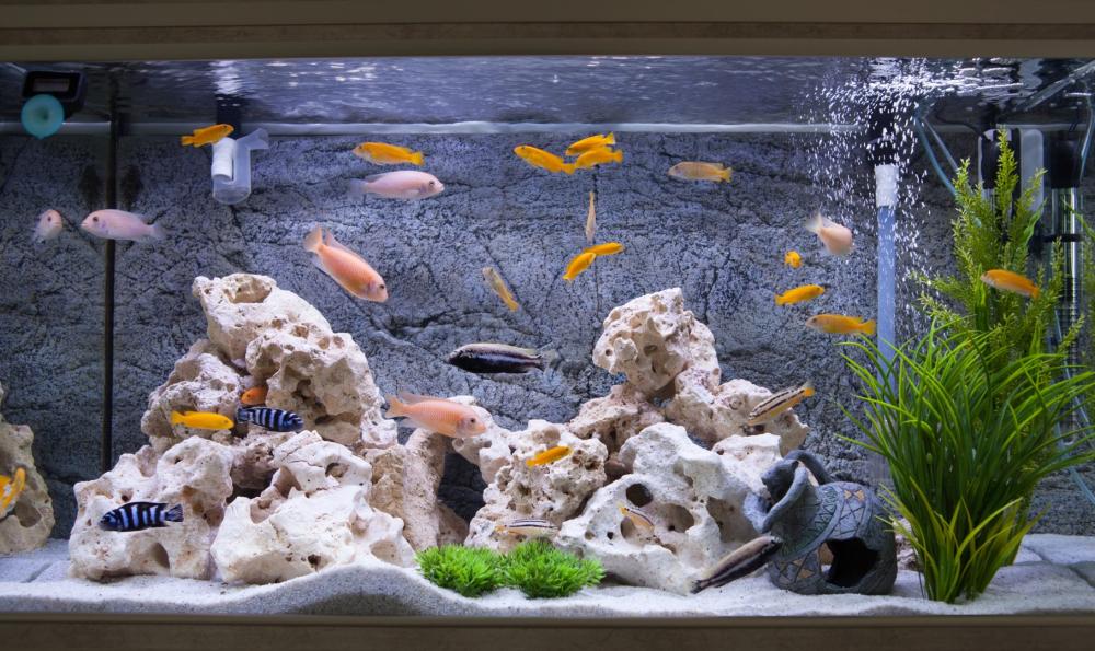 aquarium
